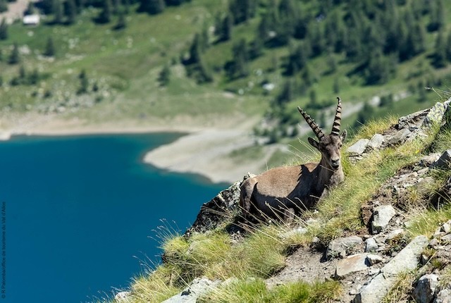 faune, mercantour, val d'allos