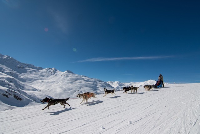 Chiens traineaux - T.Loubere OT Val Thorens