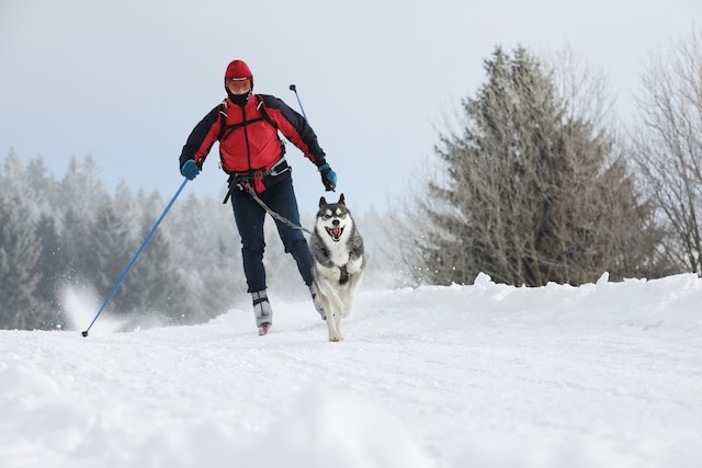 Ski Joering : un sport d'hiver unique pour les amateurs d'aventure